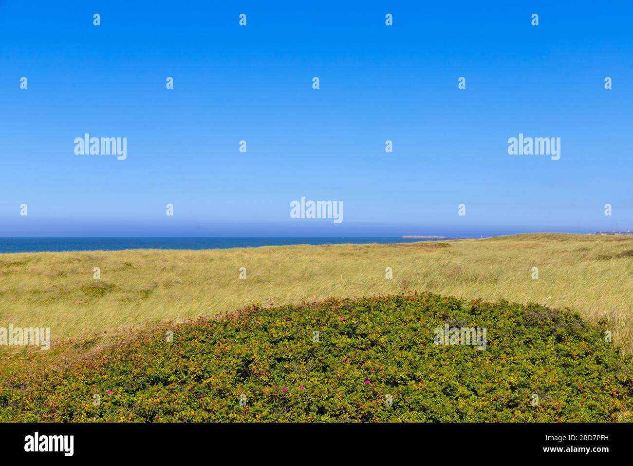 Landscape panorama with trees, blue sky and white clouds Stock Photo ...
