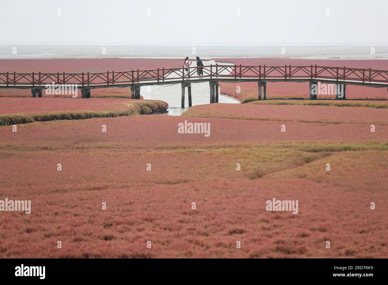 Panjin, China's Liaoning Province. 19th July, 2023. Tourists visit the Honghaitan Red Beach scenic area in Panjin, northeast China's Liaoning Province, July 19, 2023. The Honghaitan Red Beach is famous for its landscapes featuring the red plant of Suaeda salsa, one of the few species of plant that can live in highly alkaline soil. Credit: Pan Yulong/Xinhua/Alamy Live News Stock Photo