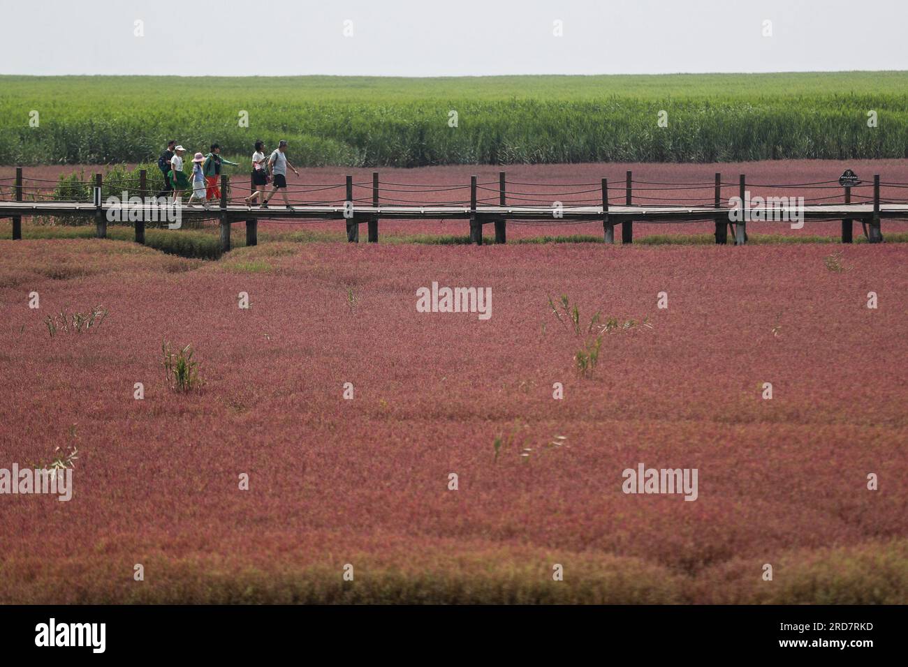 Panjin, China's Liaoning Province. 19th July, 2023. Tourists visit the Honghaitan Red Beach scenic area in Panjin, northeast China's Liaoning Province, July 19, 2023. The Honghaitan Red Beach is famous for its landscapes featuring the red plant of Suaeda salsa, one of the few species of plant that can live in highly alkaline soil. Credit: Pan Yulong/Xinhua/Alamy Live News Stock Photo