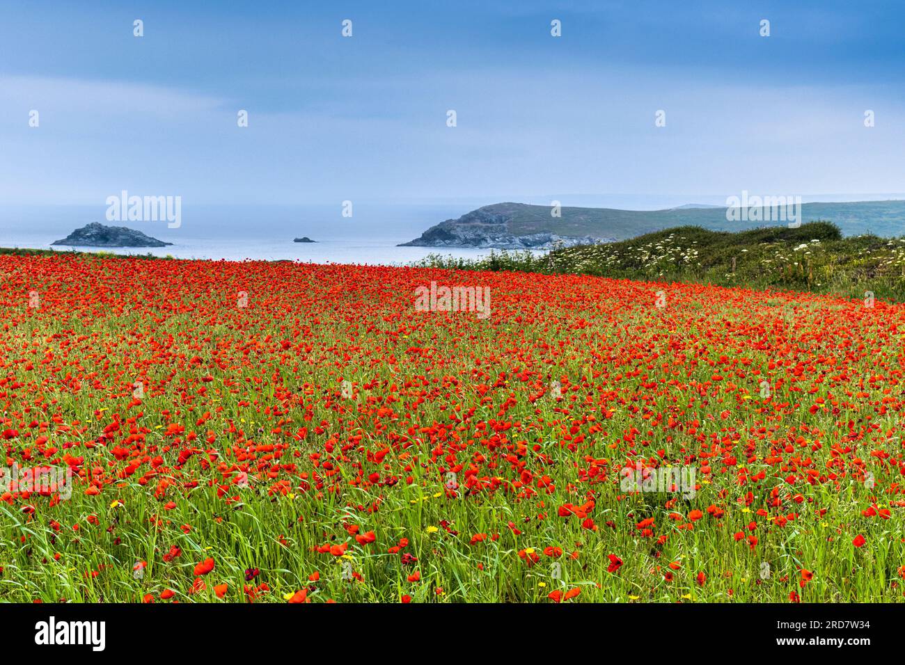 The stunning sight of a field full of Common Poppies Papaver rhoeas on the coast of Crantock Bay in Newquay in Cornwall in the UK in Europe Stock Photo