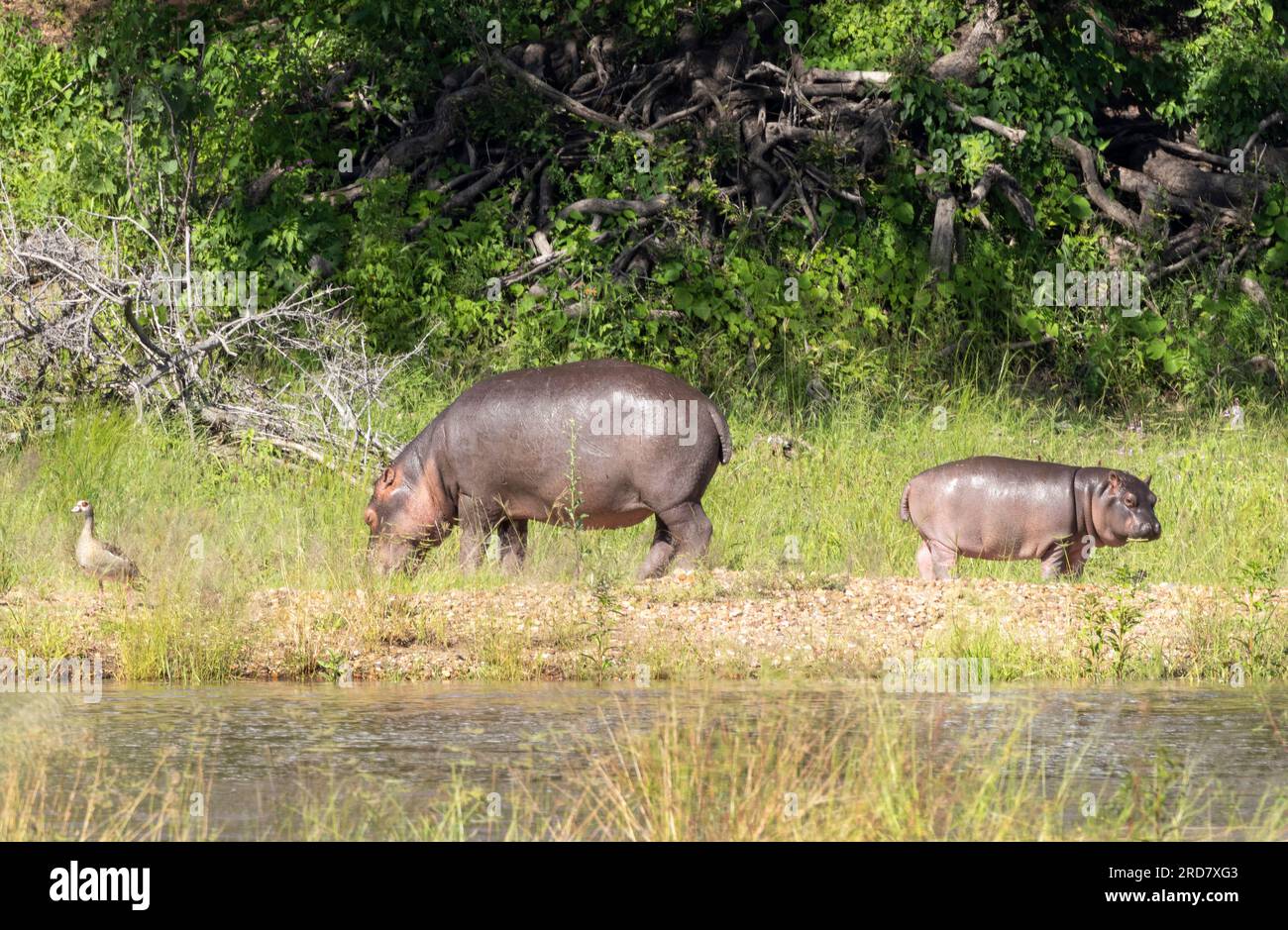 A female Hippopotamus and her calf graze on the banks of the Ruaha River. Many reference books tell you hippo come out to graze at night, but not so! Stock Photo