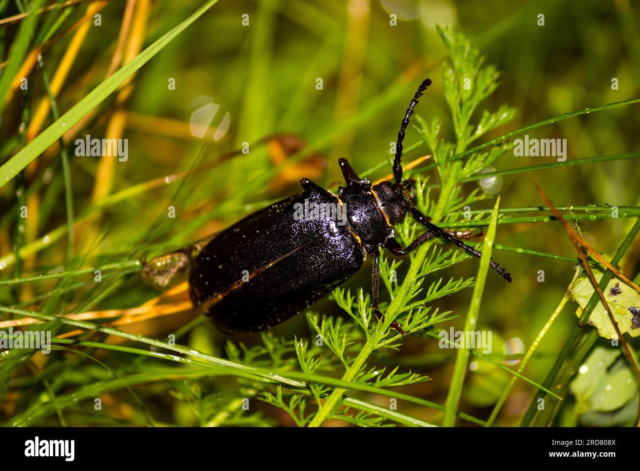 Big black beetle Tanner (Prionus coriarius) sits in green grass Stock Photo