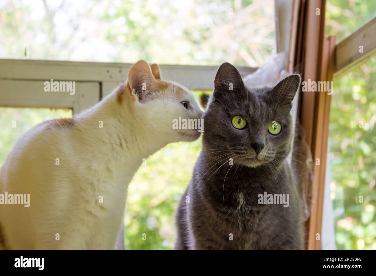 A young cat bent over to the ear of a gray cat, the cat looks surprised