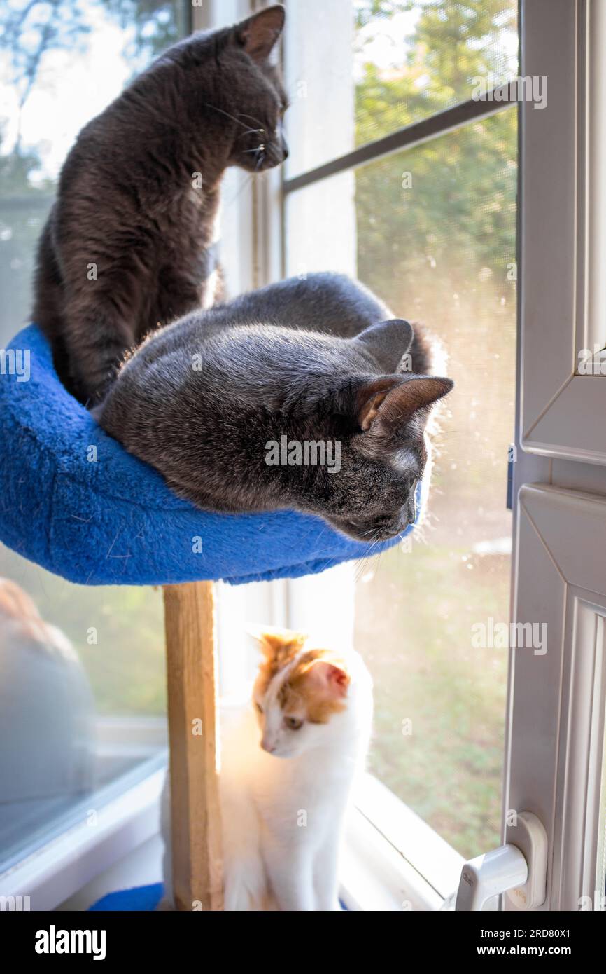 Domestic cats sit by the window, basket with a scratching post for cats