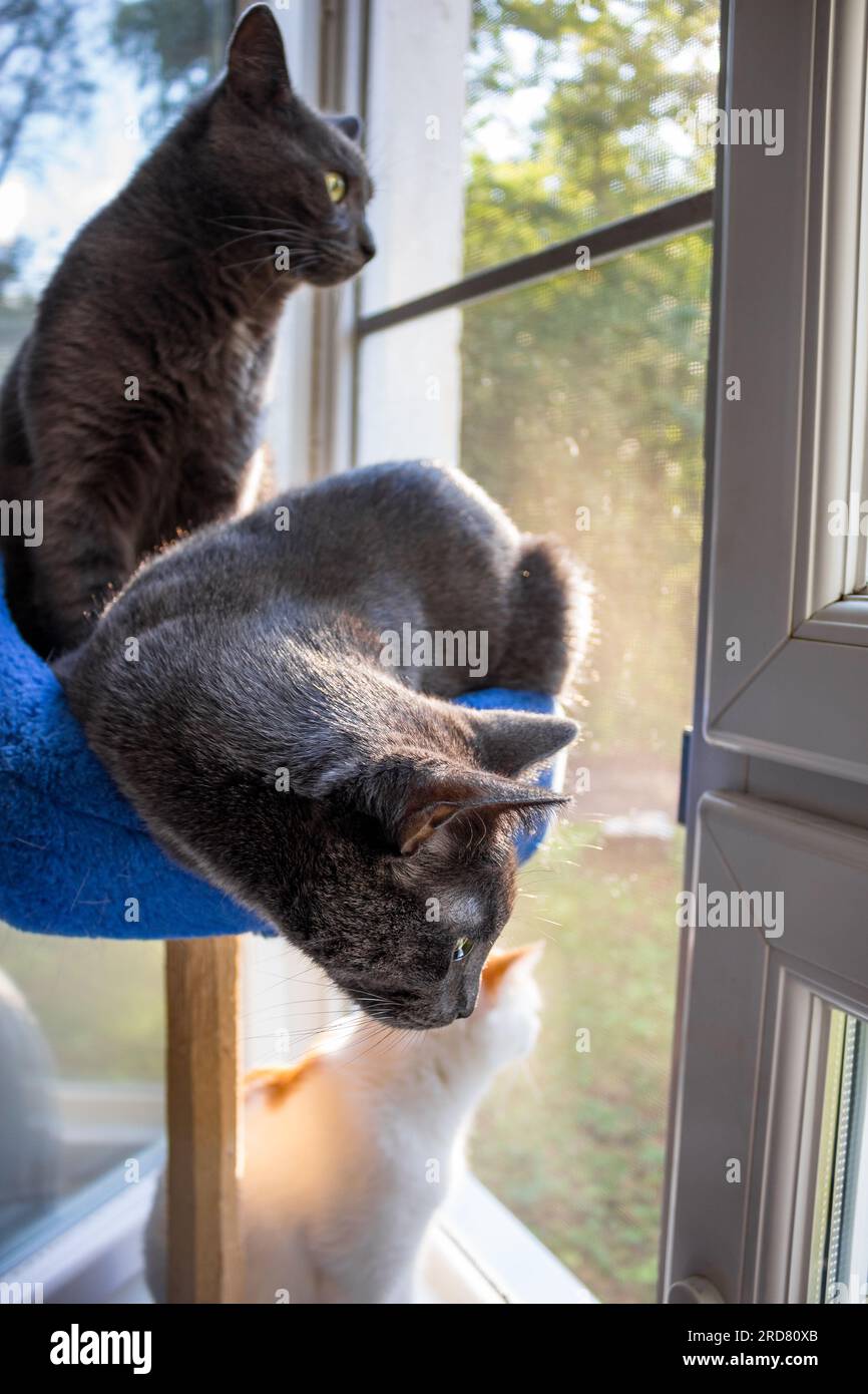Domestic cats sit by the window, basket with a scratching post for cats