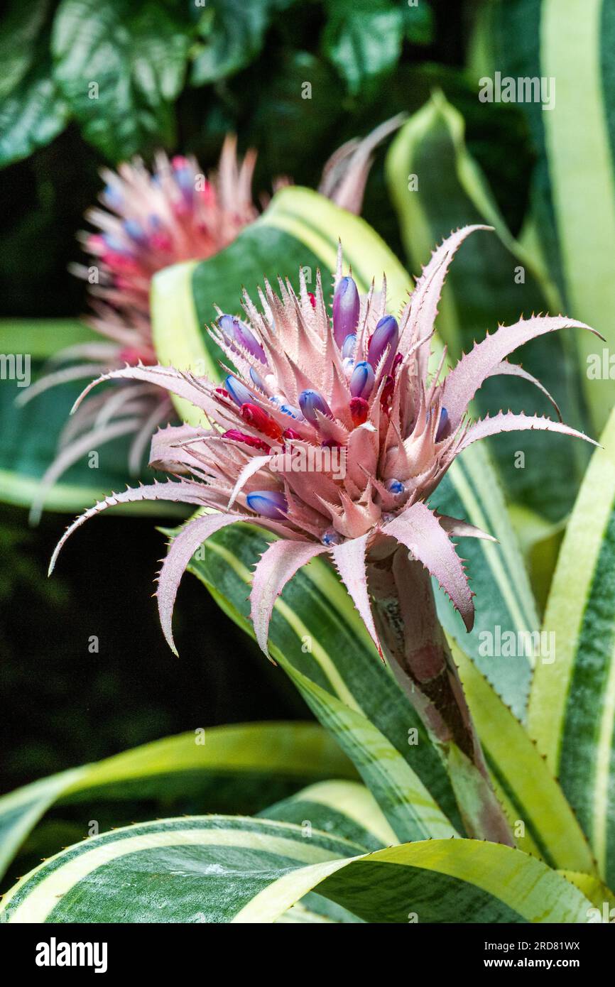 Aechmea fasciata (Silver vase or Urn plant) is a species of flowering plant in the bromeliad family, native to Brazil. Stock Photo