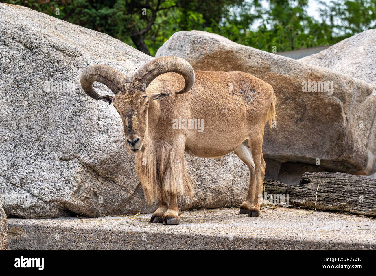 Male Barbary sheep (Ammotragus lervia Stock Photo - Alamy