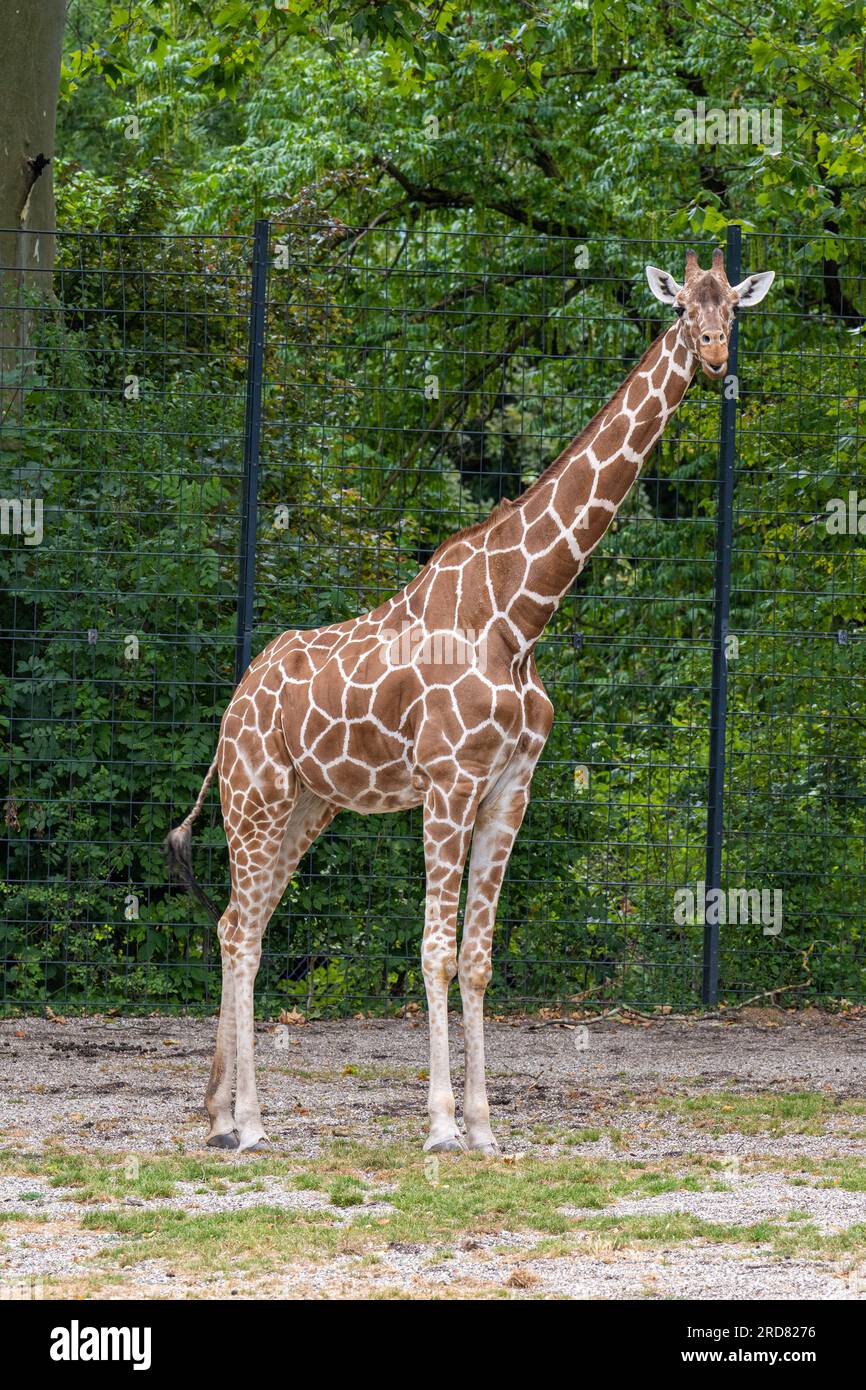 Giraffe skin pattern. Karlsruher Zoo, Baden Wuerttemberg, Germany Stock Photo