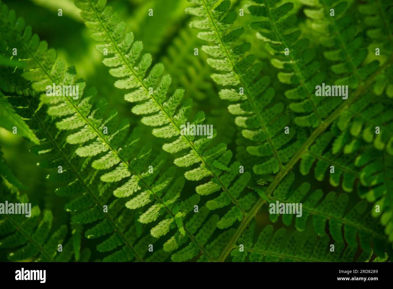 Full frame close-up of a green fern frond, suitable as a natural green background texture Stock Photo