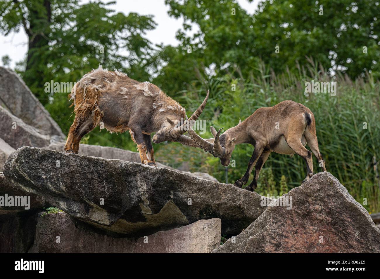 Alpine Ibex (Capra ibex). Duel of the male animals. Stock Photo