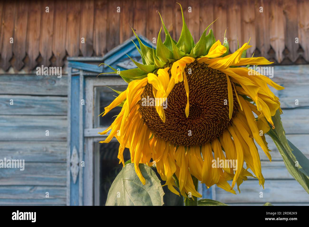 Ukraine sunflower house garden hi-res stock photography and images - Alamy