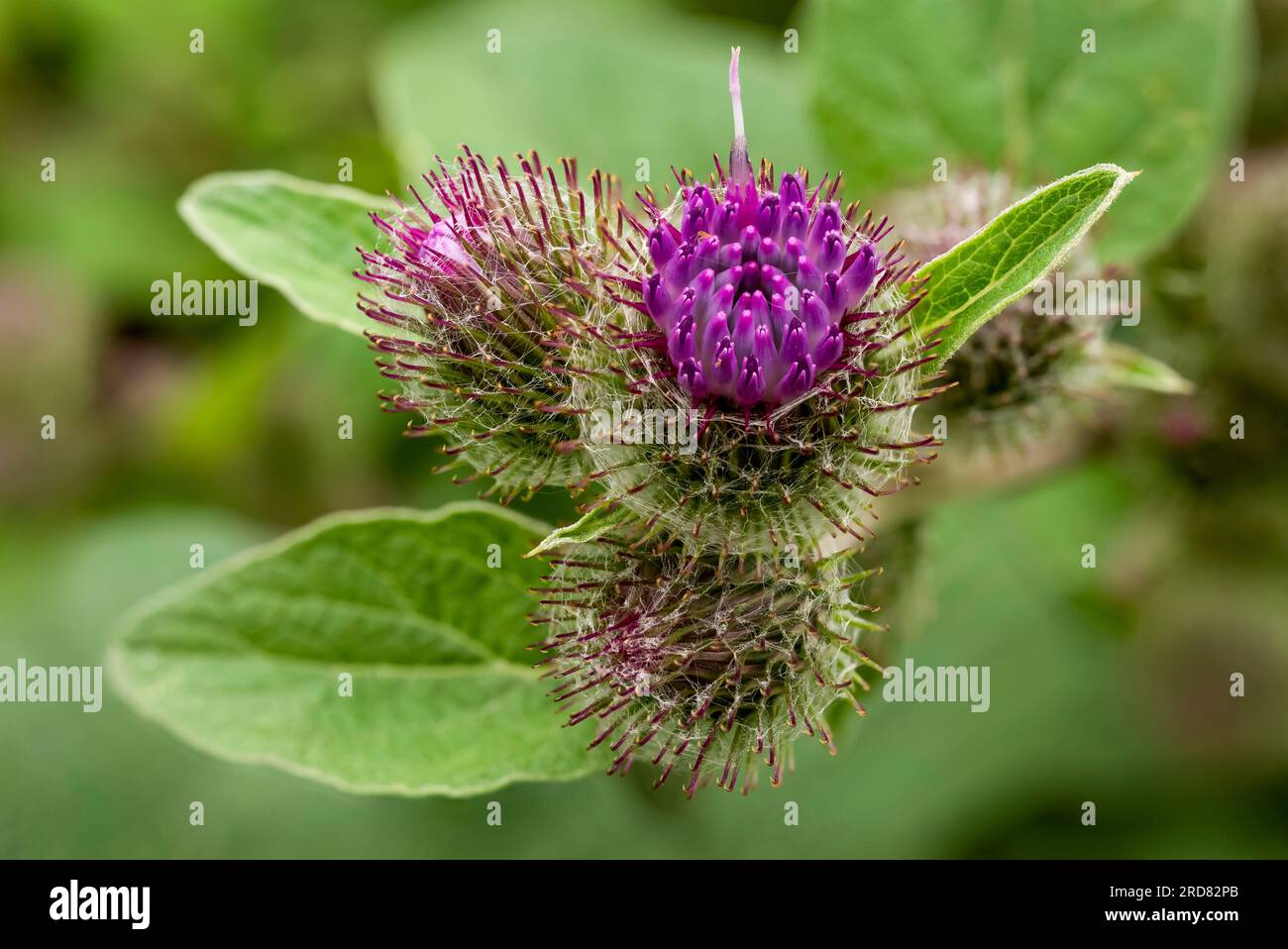Macro photo of the inflorescence of a lesser burdock (Arctium minus), one of the purple flowers is beginning to bloom Stock Photo