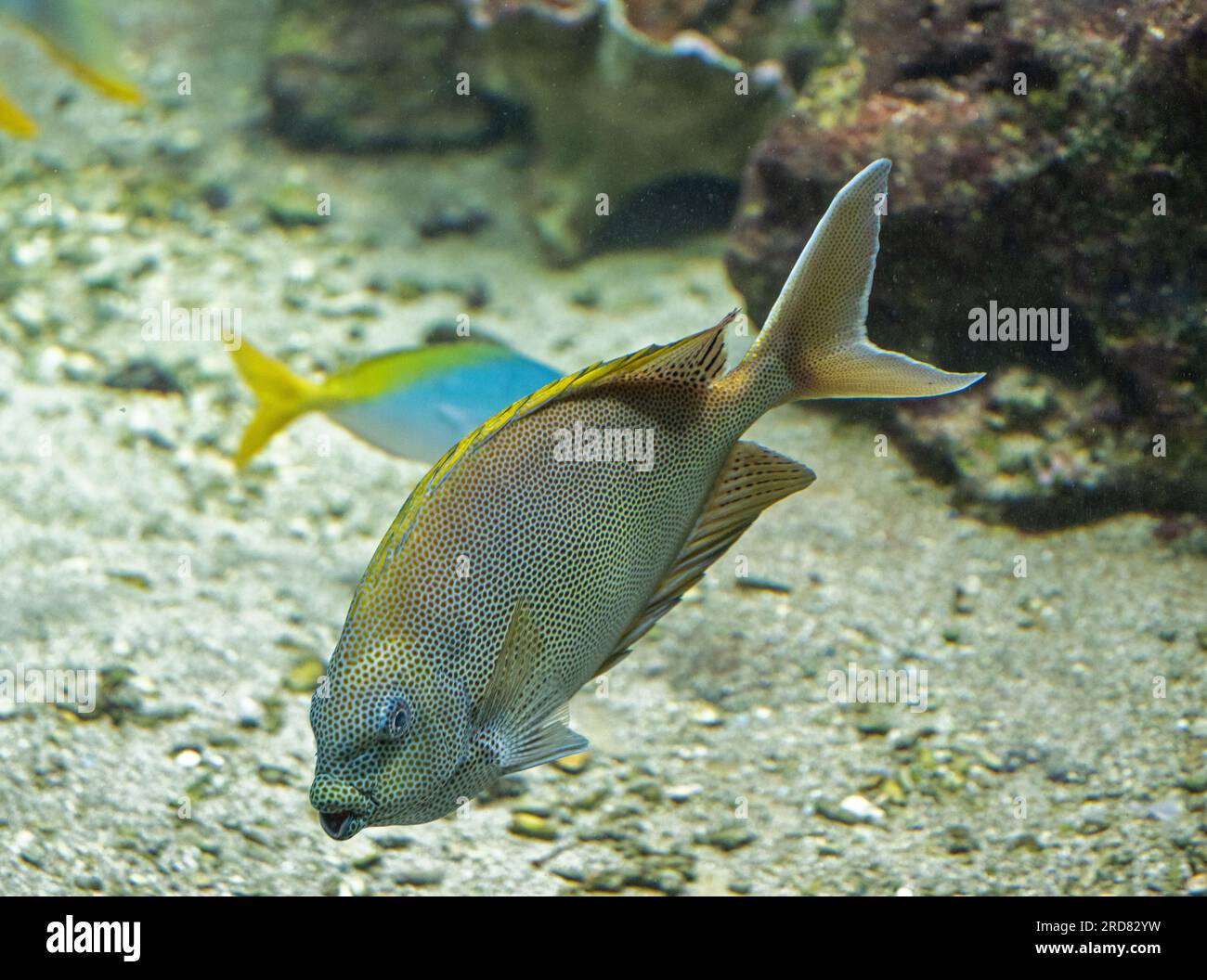 Brownspotted Spinefoot (Siganus stellatus) Stock Photo