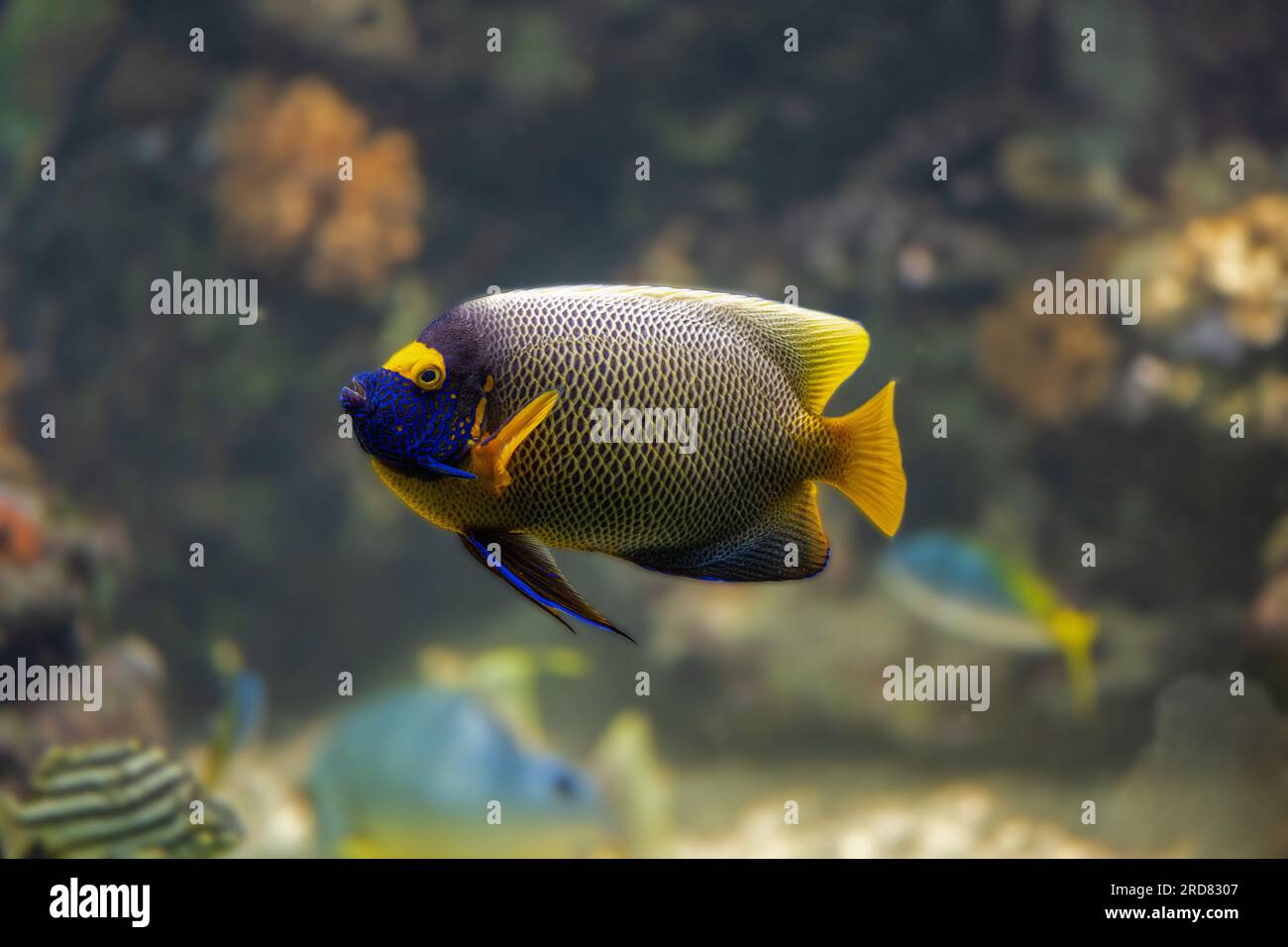Blue faced angelfish Pomacanthus xanthometopon in a coral reef. Stock Photo