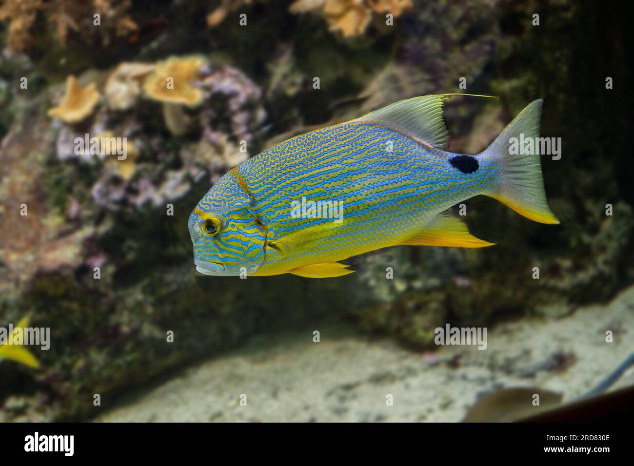 Sailfin snapper blue-lined sea bream (Symphorichthys spilurus) fish underwater in sea with corals in background Stock Photo
