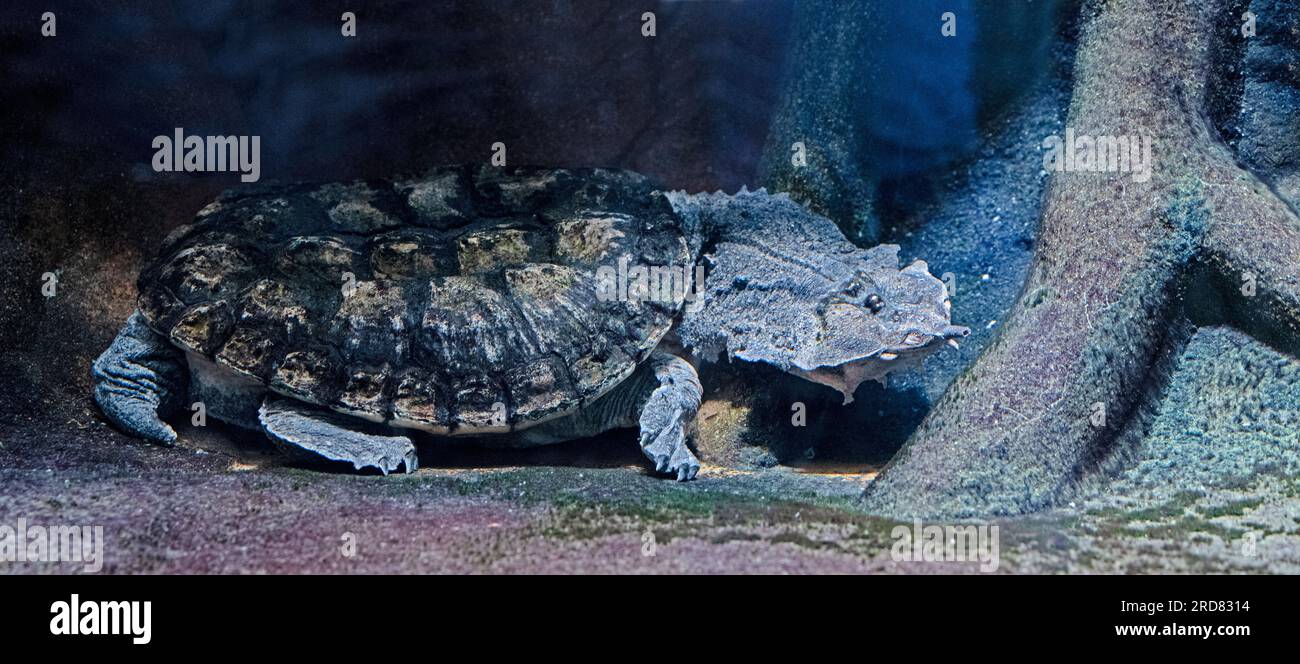 Matamata Turtle (Chelys fimbriata) Stock Photo