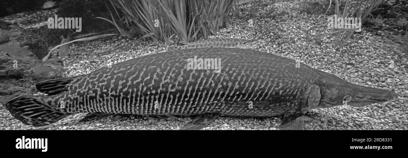 Atractosteus spatula - Alligator gars Stock Photo