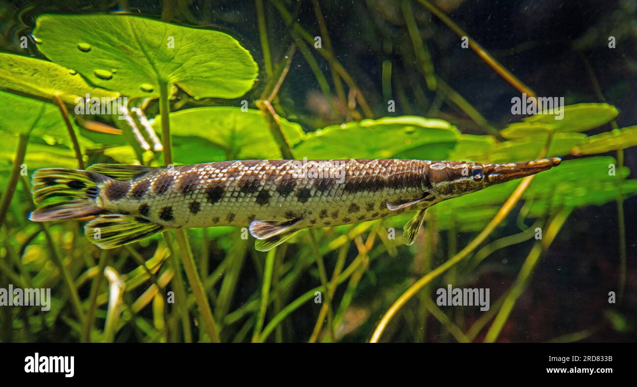 Cuban Gar, Atractosteus tristoechus Stock Photo Alamy