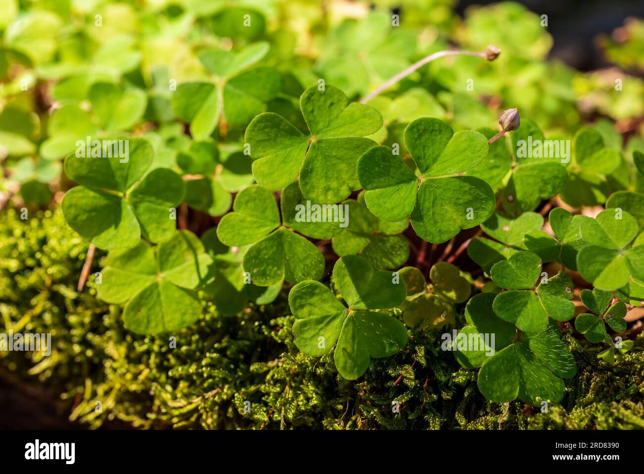 Clover-like wood sorrel (Oxalis acetosella) growing on a moss-covered ...