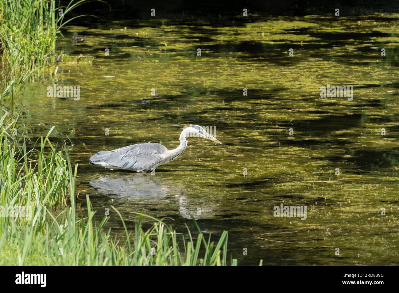 A Grey Heron, reflected in the water, is hunting for food and eyes potential prey and poses ready to strike; Stock Photo