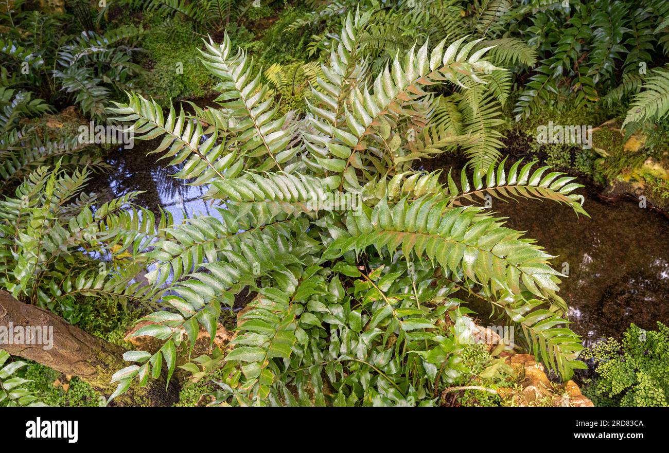 Cyrtomium falcatum is a species of fern, commonly known as house holly-fern and Japanese holly fern Stock Photo