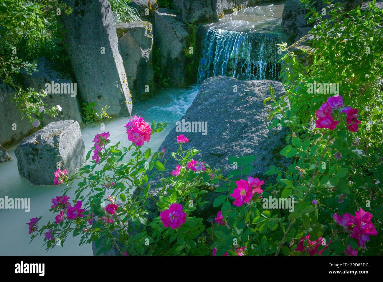 Roses and stream, Village Park, Whistler, British Columbia, Canada Stock Photo