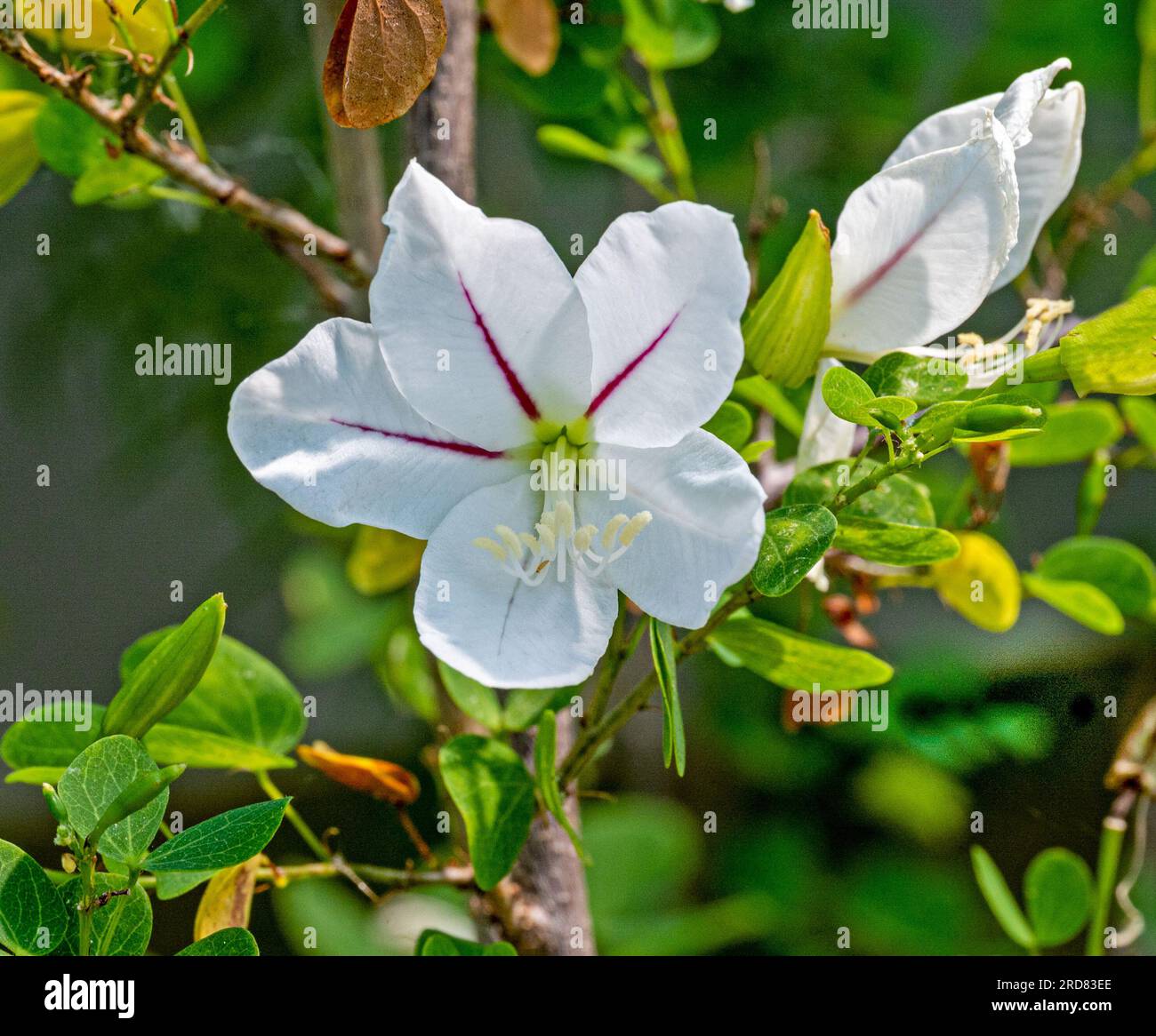 Natal bauhinia (Bauhinia nataliensis) is an ornamental shrub native to South Africa. Stock Photo