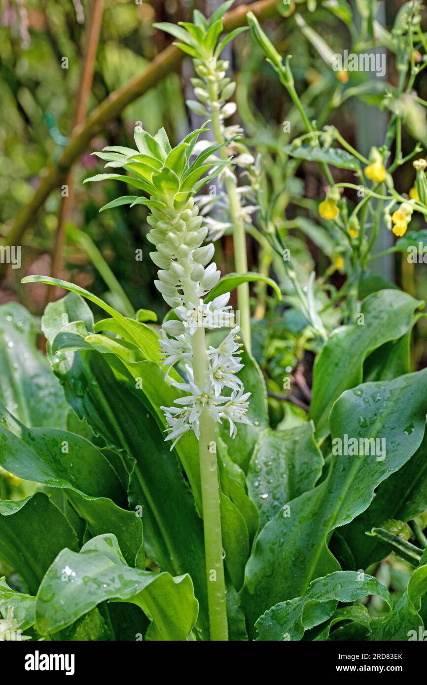 UCOMIS AUTUMNALIS PINEAPPLE FLOWER PINEAPPLE LILY Stock Photo