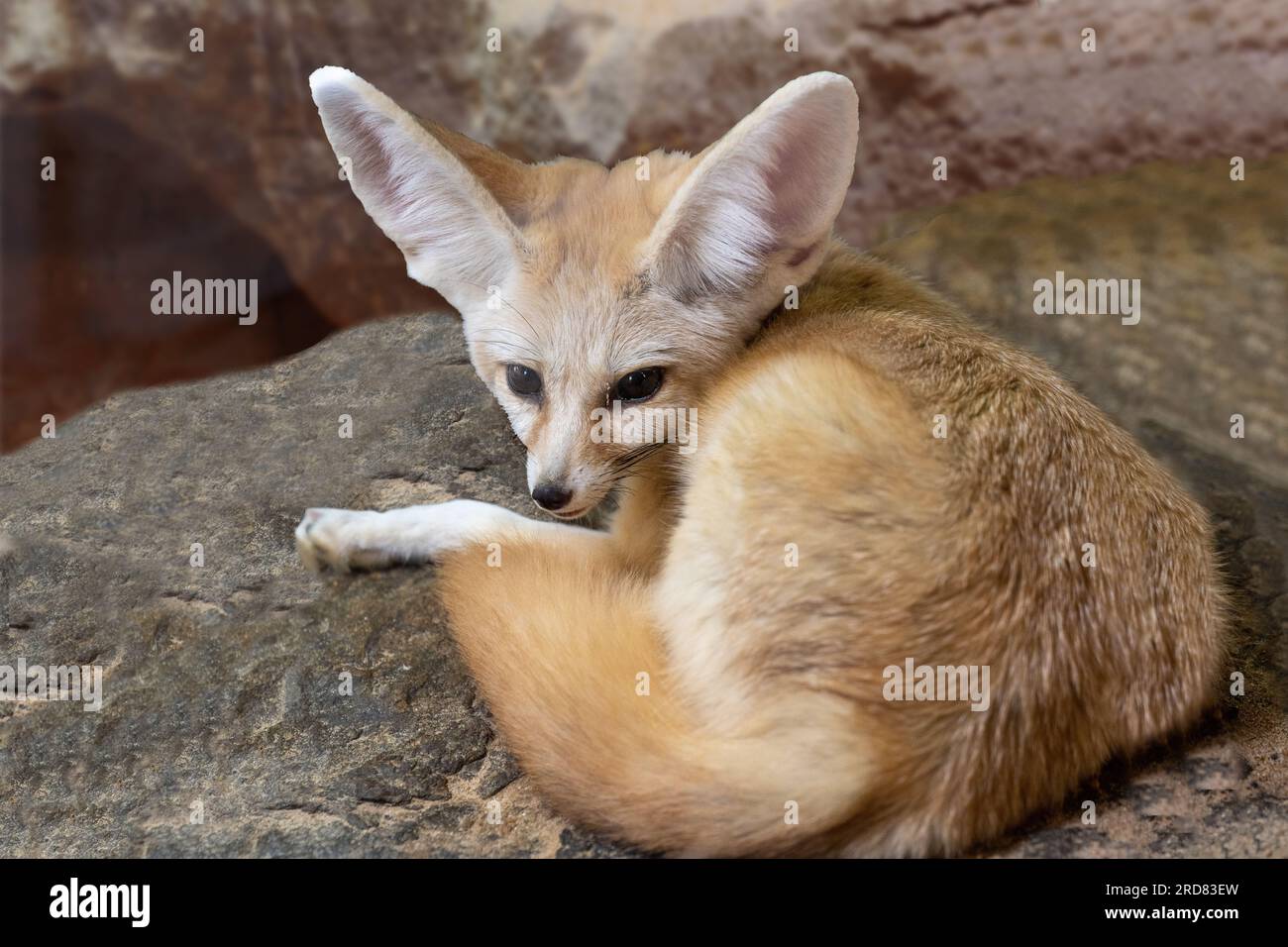 Fennec fox (Vulpes zerda) is resting but staying alert Stock Photo