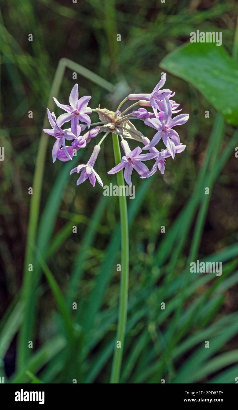 Close up of the flower heads of Tulbaghia violacea Stock Photo