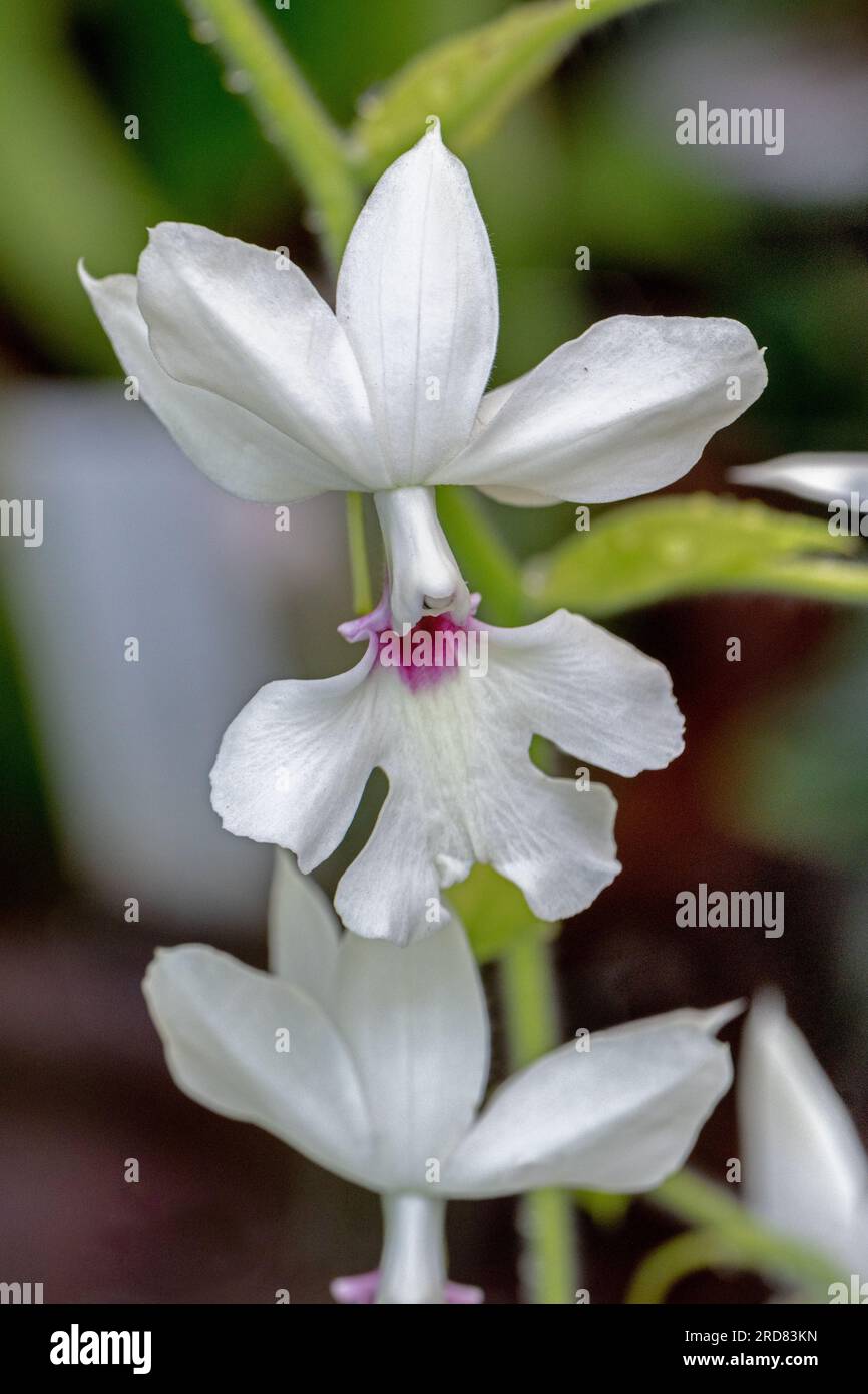 The orchid Calanthe vestita, close up Indochina, Vietnam Stock Photo