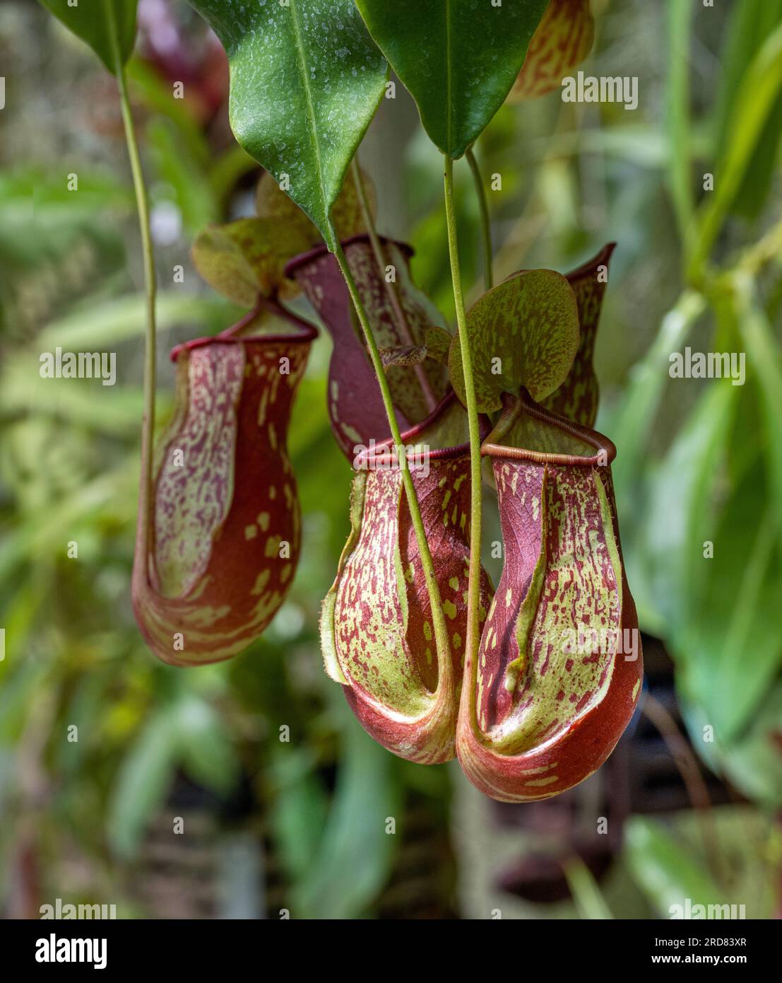 Nepenthes Jungle Bells