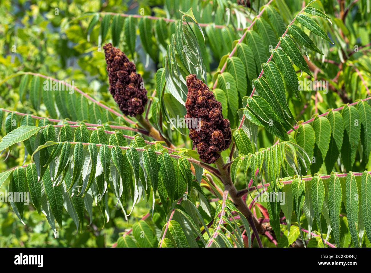 A close-up of a Staghorn Sumac (Rhus typhina) flower. Stock Photo