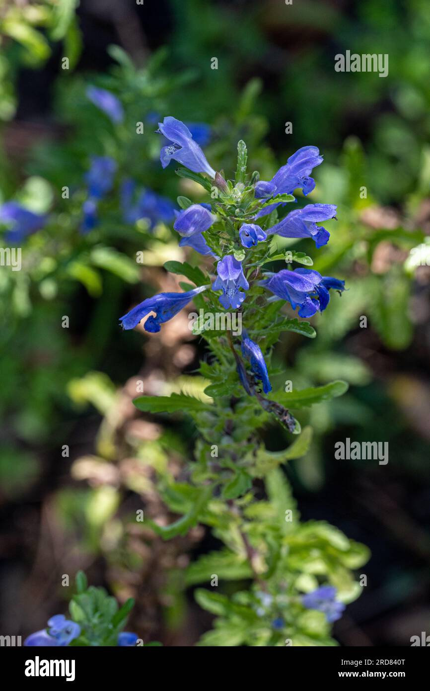 Blue flowers of Moldavian Dragonhead in the garden. medicinal and nectar plant. Dracocephalum moldavica Stock Photo