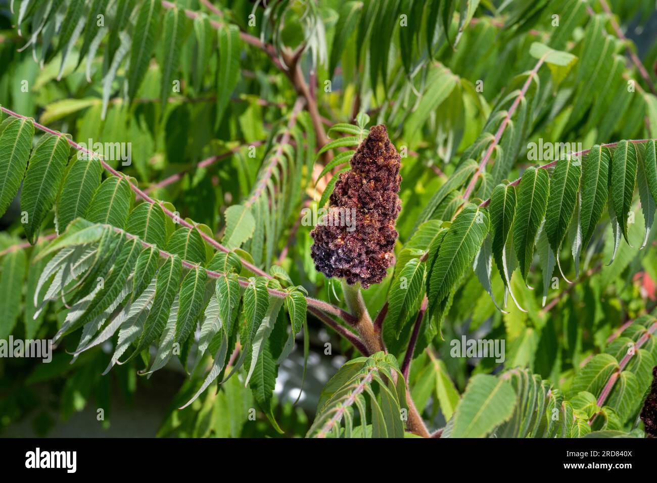 A closeup of a Staghorn Sumac (Rhus typhina) flower Stock Photo Alamy