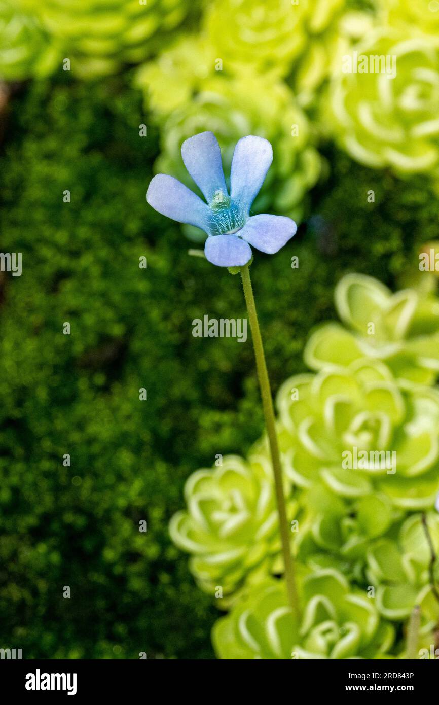 Blossom and leaves of a mexican butterwort (Pinguecula esseriana). Botanical Garden, KIT Karlsruhe, Germany, Europe Stock Photo