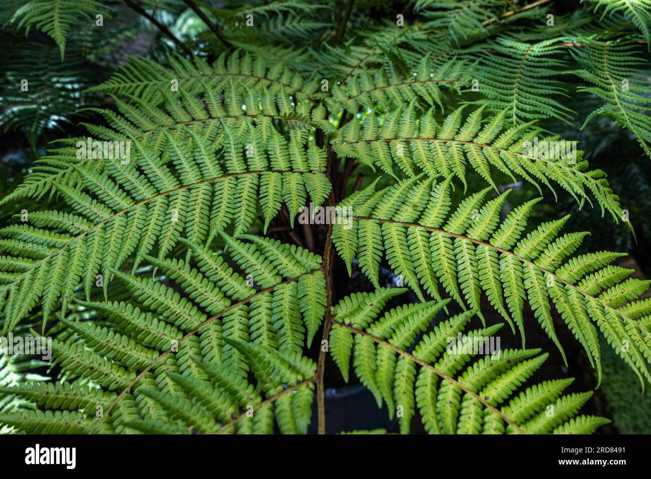 Bright green Australian treefern (Dicksonia) leaves Stock Photo Alamy