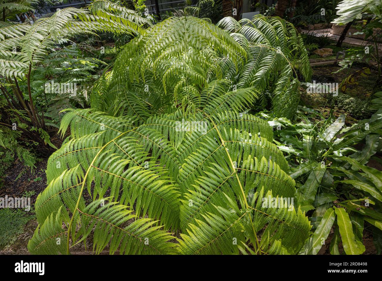 Cibotium regale - common name royal cibotium or royal Mexican tree fern Stock Photo
