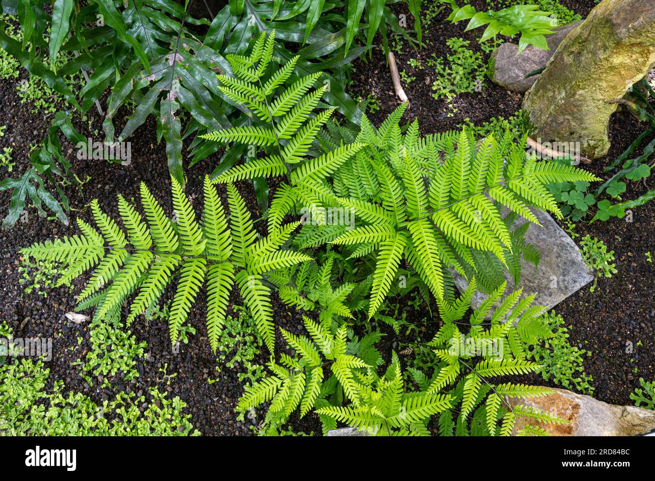 Pteris biaurita, the thinleaf brake, is a fern species in the genus Pteris. Stock Photo