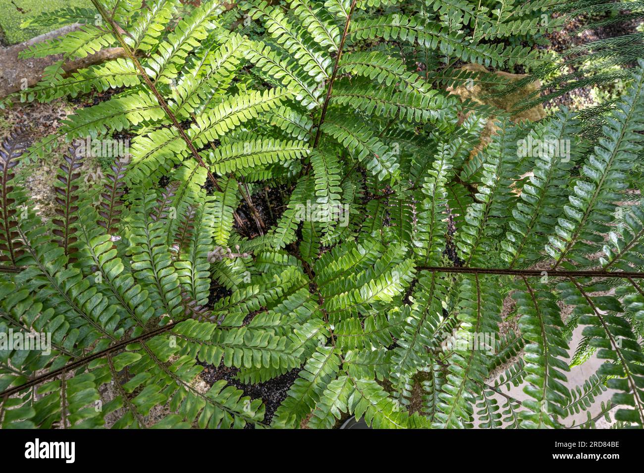 Mahogany maidenhair or Moon Fern (Didymochlaena truncatula or Adiantum lunulatum), Dryopteridaceae. Stock Photo