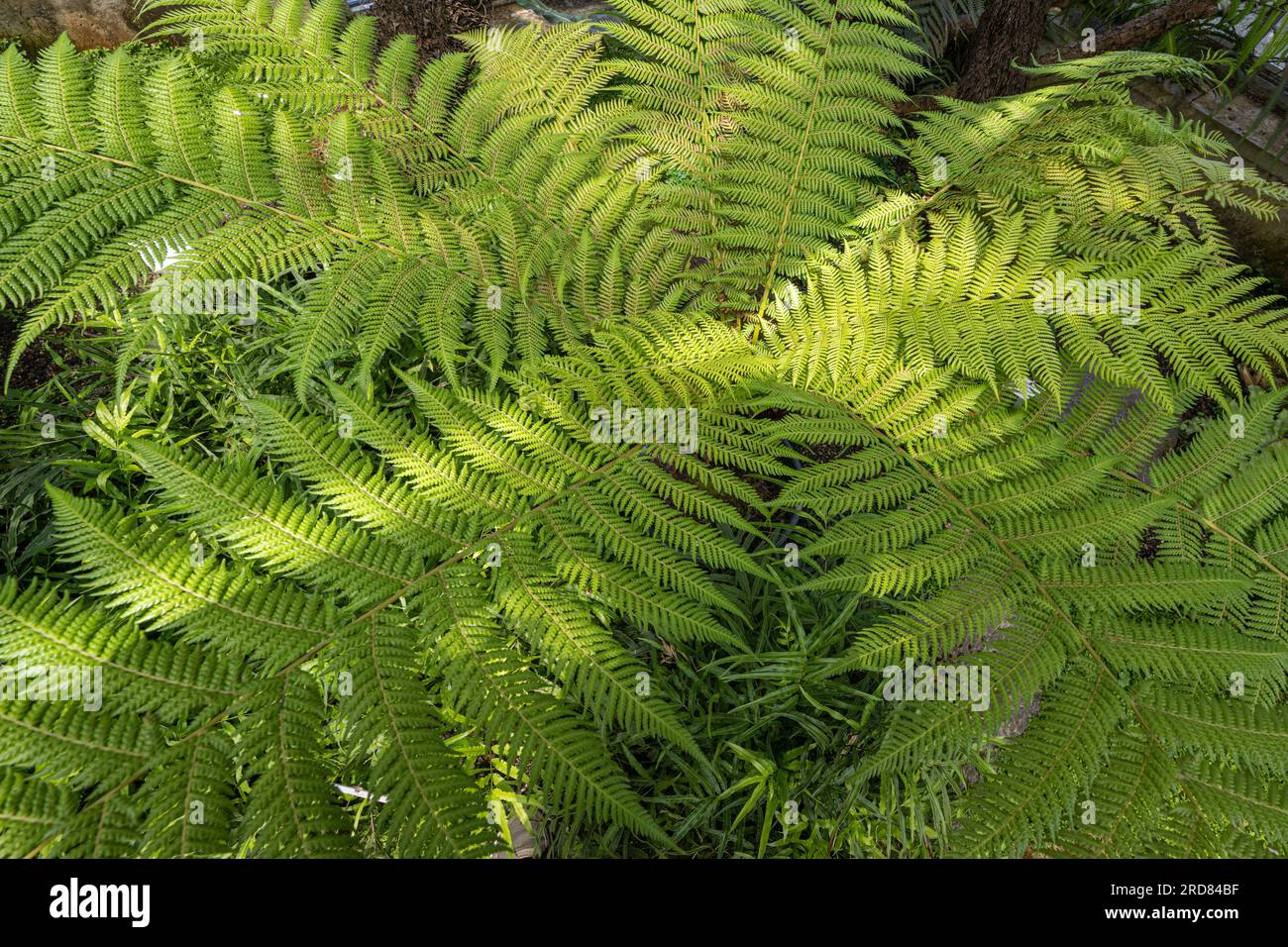 Australian tree fern dicksonia antarctica hires stock photography and