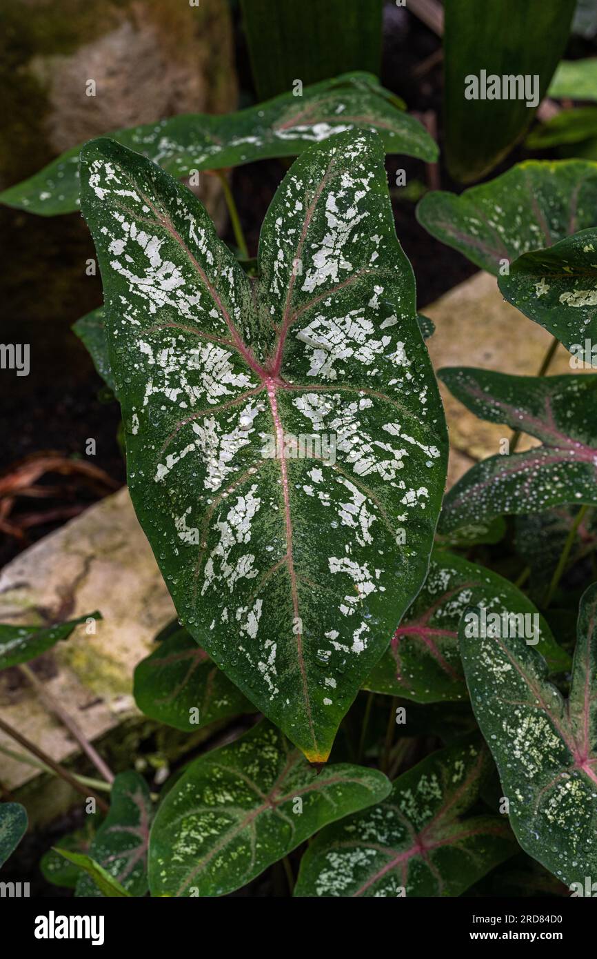 Caladium bicolor(Elephant Ear) is a tropical plant. Genus Caladium from Latin America Stock Photo