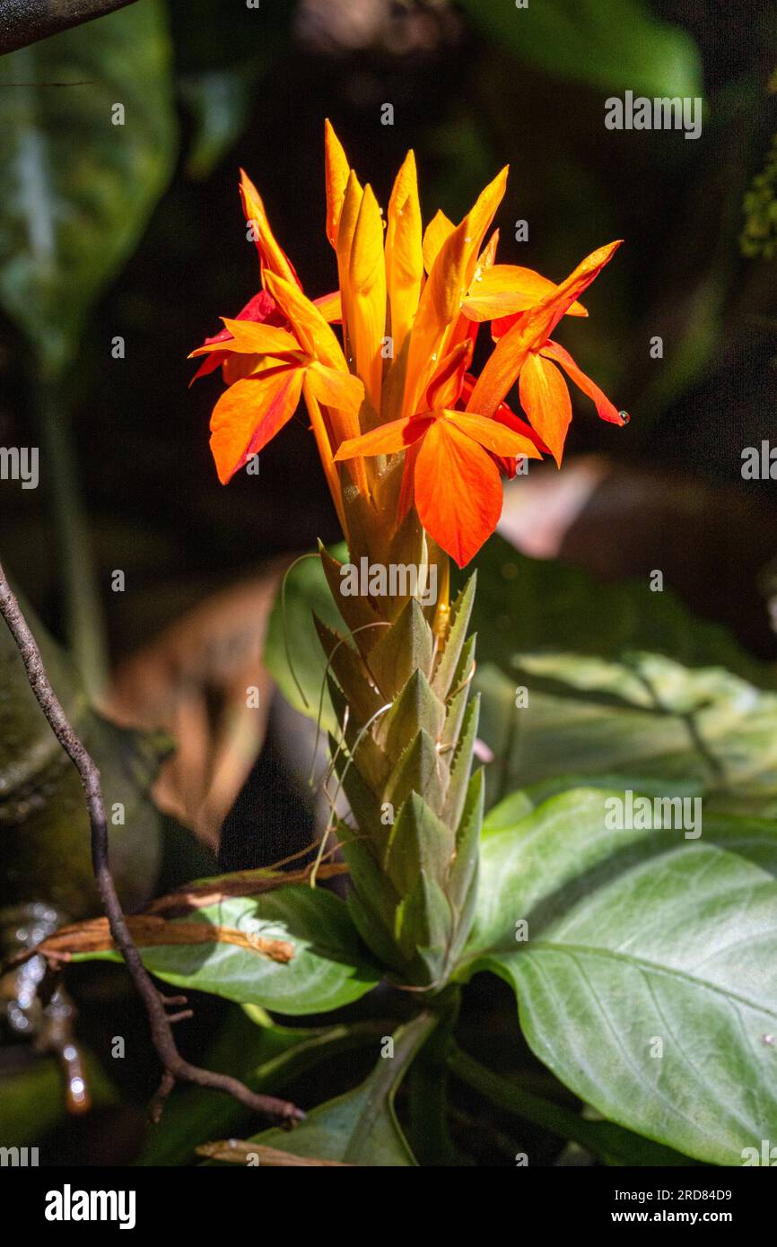 Fiery Spike (Aphelandra aurantiaca), Acanthaceae. Stock Photo