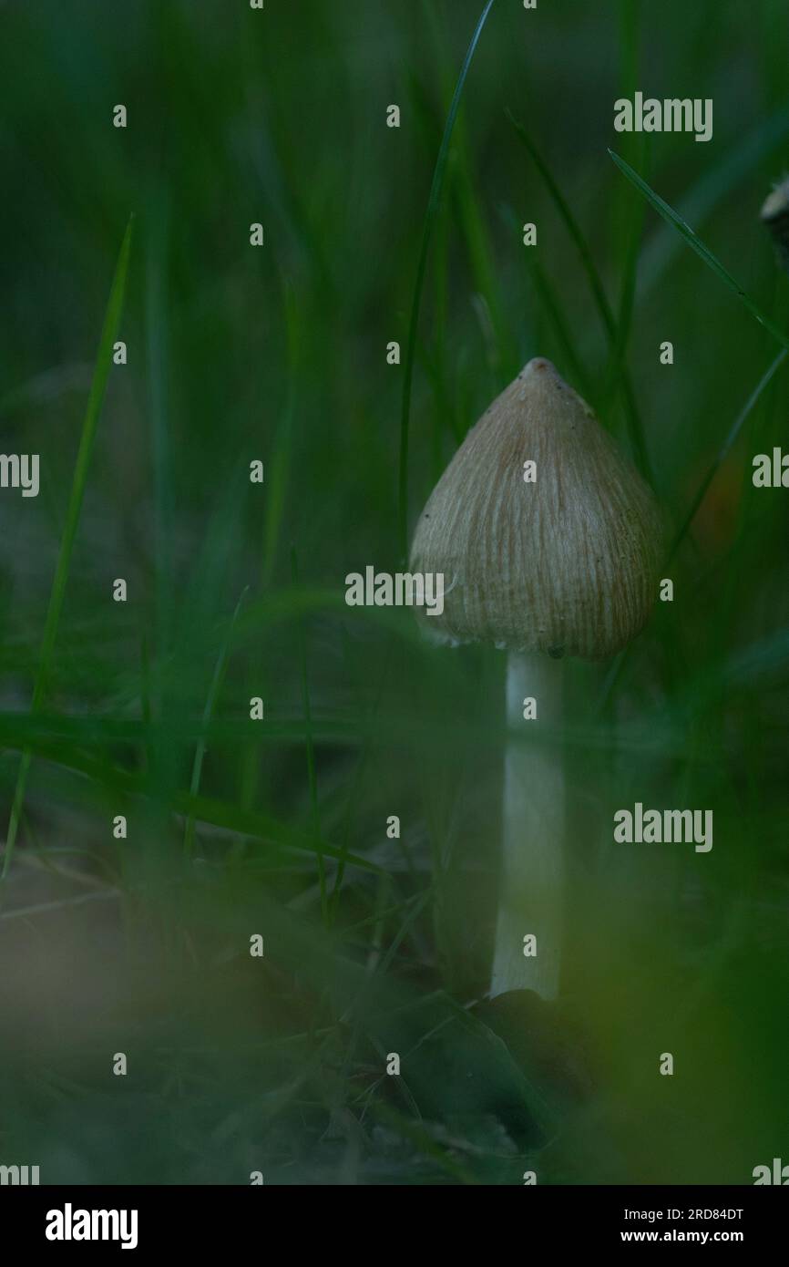 Macro off Bonnet mushroom, most likely yellow or eggyolk fieldcap (Bolbitius titubans), growing up in grassy meadow Stock Photo