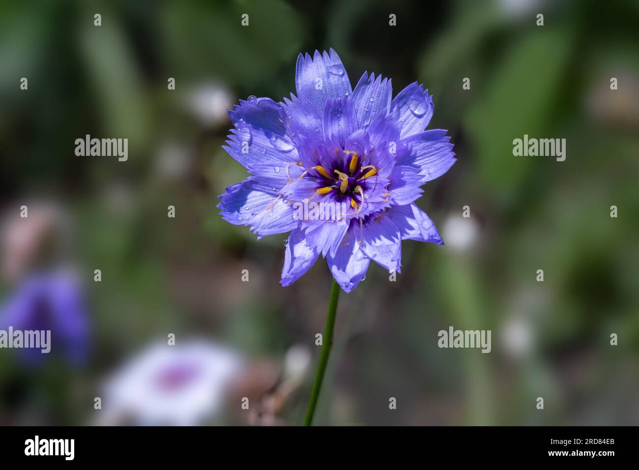 Single flower of the short lived perennial Cupid‘s Dart, Catananche caerulea Stock Photo