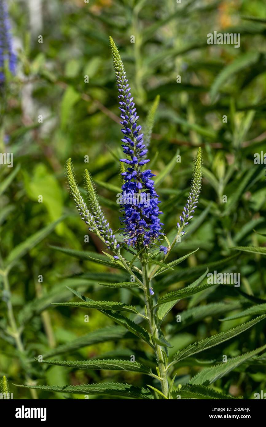 Spiked speedwell (Veronica spicata). This rare plant species thrives on dry, lean sites in Eurasia. Stock Photo