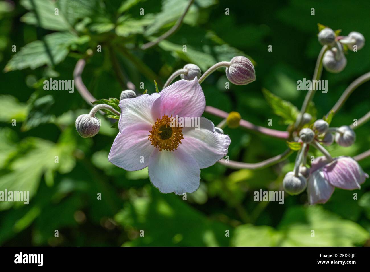 Snowdrop Windflower anemone tomentosa close up of flowers. Baden Baden, Baden Wuerttemberg, Germany Stock Photo