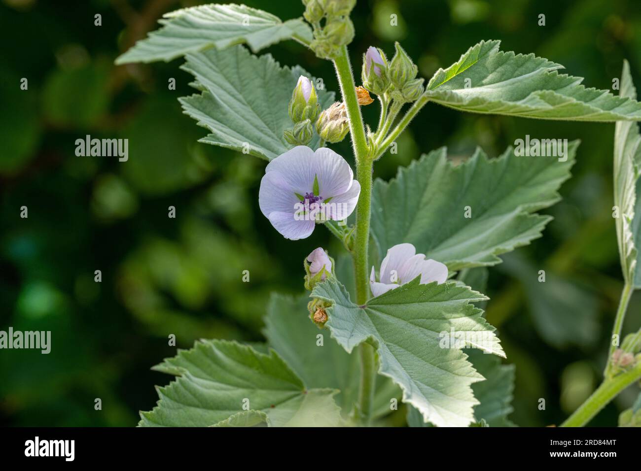 Marsh Mallow Althaea officinalis in flower. Botanical Garden, Frankfurt, Germany, Europe- Stock Photo
