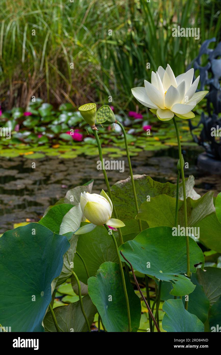 American Lotus Leaf (Nelumbo lutea) in a small pond. Botanical garden Freiburg Stock Photo
