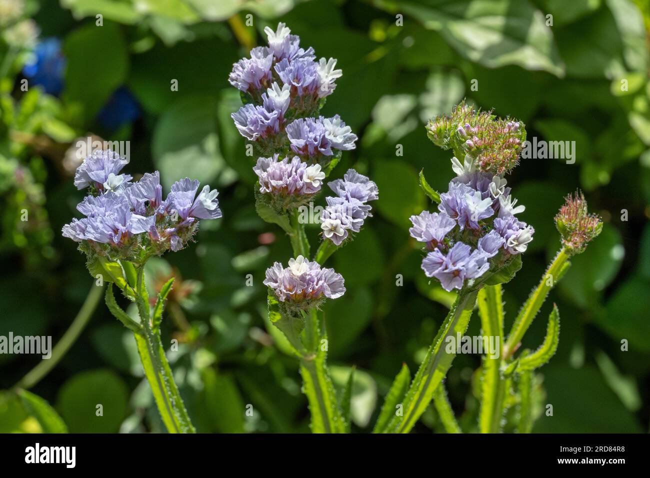 Wavyleaf sea-lavender (Limonium sinuatum) flowers, close up Stock Photo